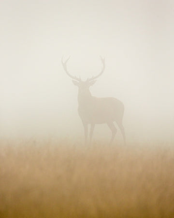 Stag in Morning Mist | Poster