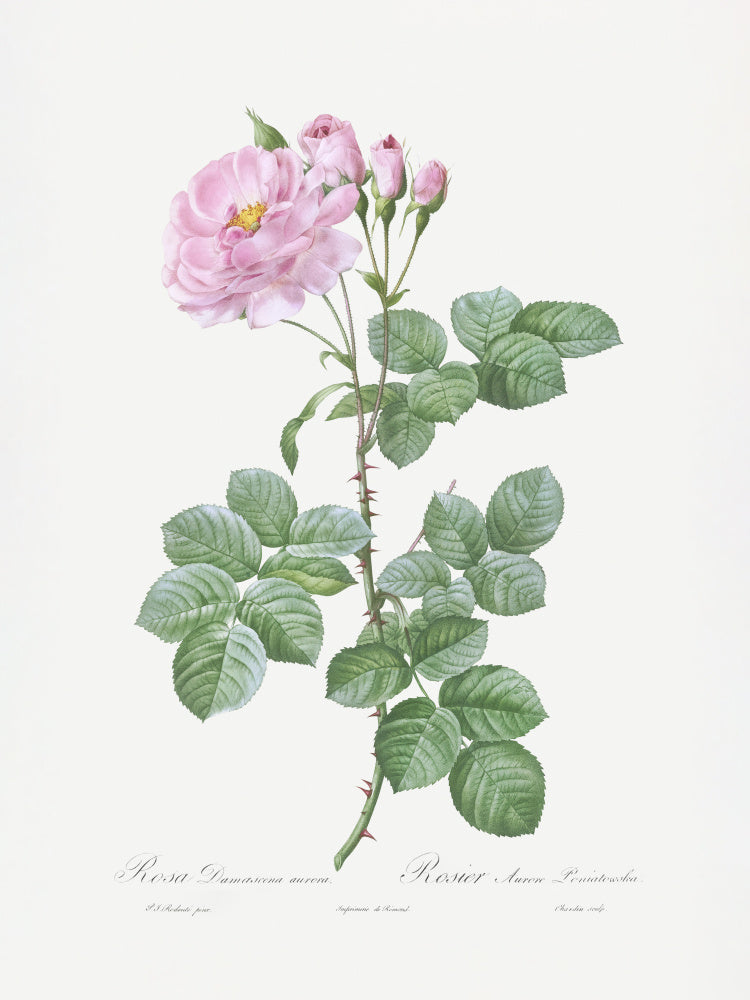 Aurora Poniatowska, Les Roses (1817–1824) | Canvas