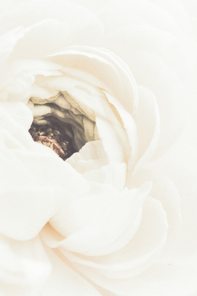 Soft White Ranunculus Bloom | Canvas