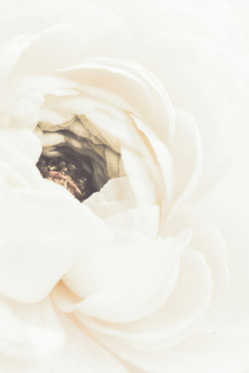 Soft White Ranunculus Bloom | Canvas