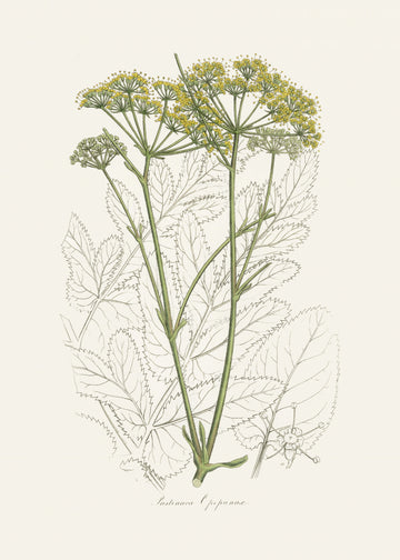 Opobalsam (pastinaca Opopanax)  Medical Botany | Poster
