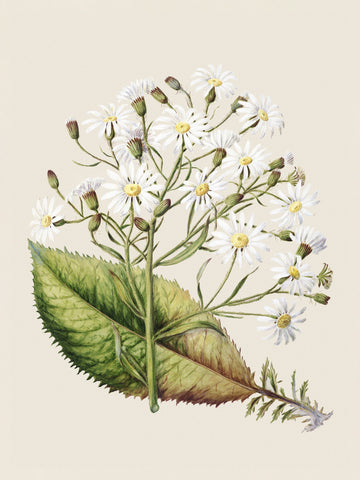 Senecio Hectori Drawn By Sarah Featon (1848–1927) | Poster