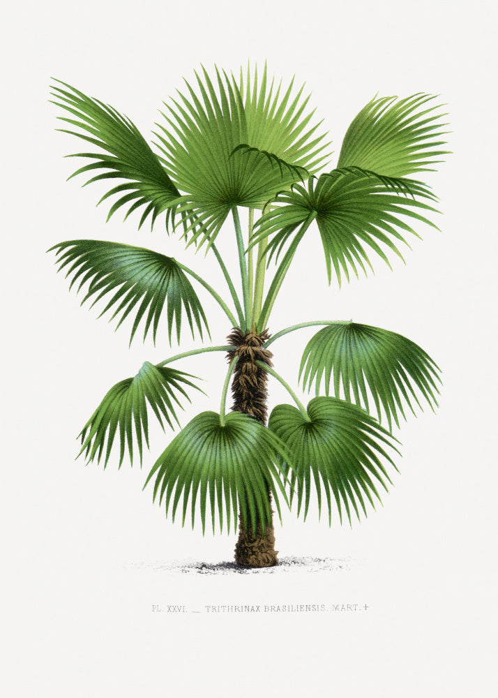 Xxvi Trithrinax B | Poster