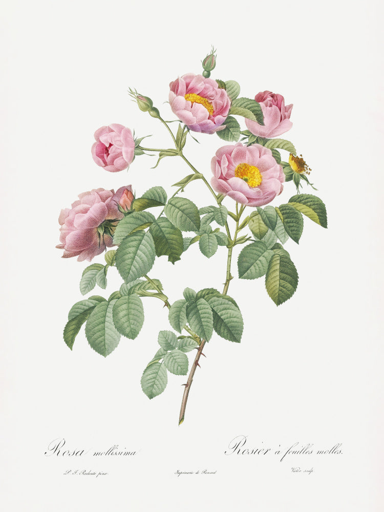 Semi Double Variety of Tomentose Rose, Les Roses (1817–1824) | Poster