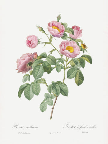 Semi Double Variety of Tomentose Rose, Les Roses (1817–1824) | Poster