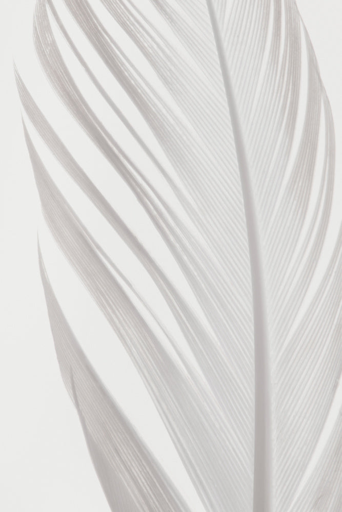 Delicate White Feather | Canvas