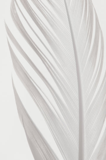 Delicate White Feather | Canvas