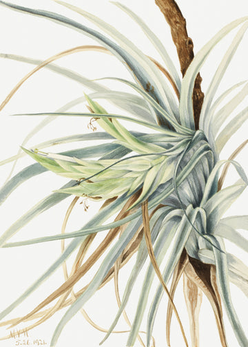 Wild Pineapple (1921) | Canvas