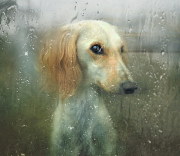 Pensive Dog Rainy Window | Canvas