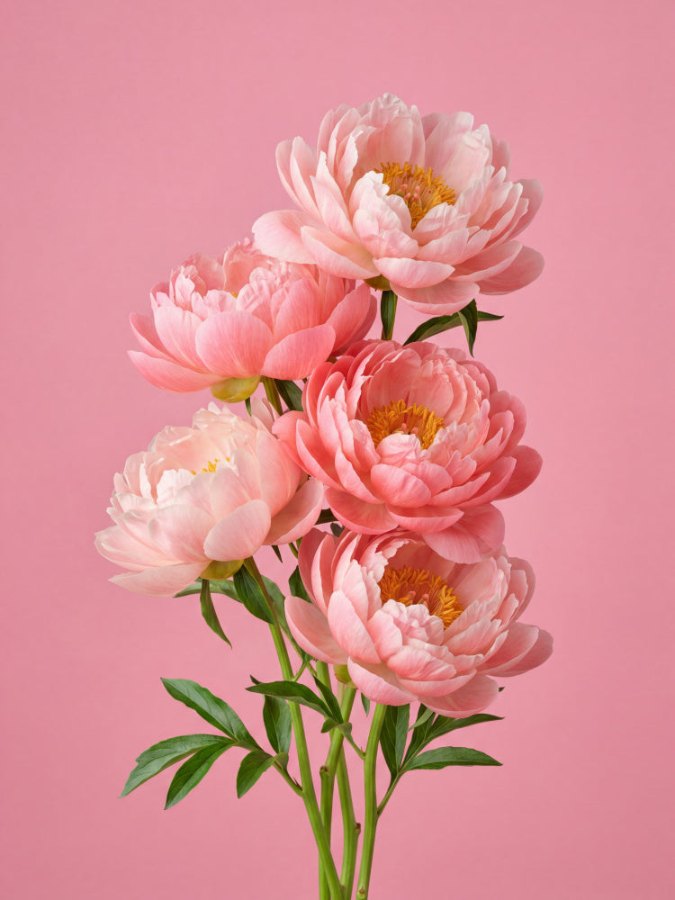 Delicate Pink Peonies | Poster