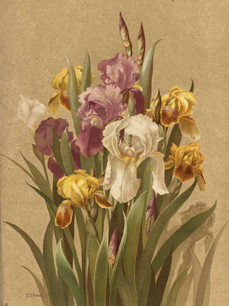 Fleur De Lis, No. 3 | Poster