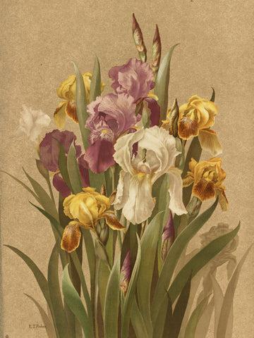 Fleur De Lis, No. 3 | Poster