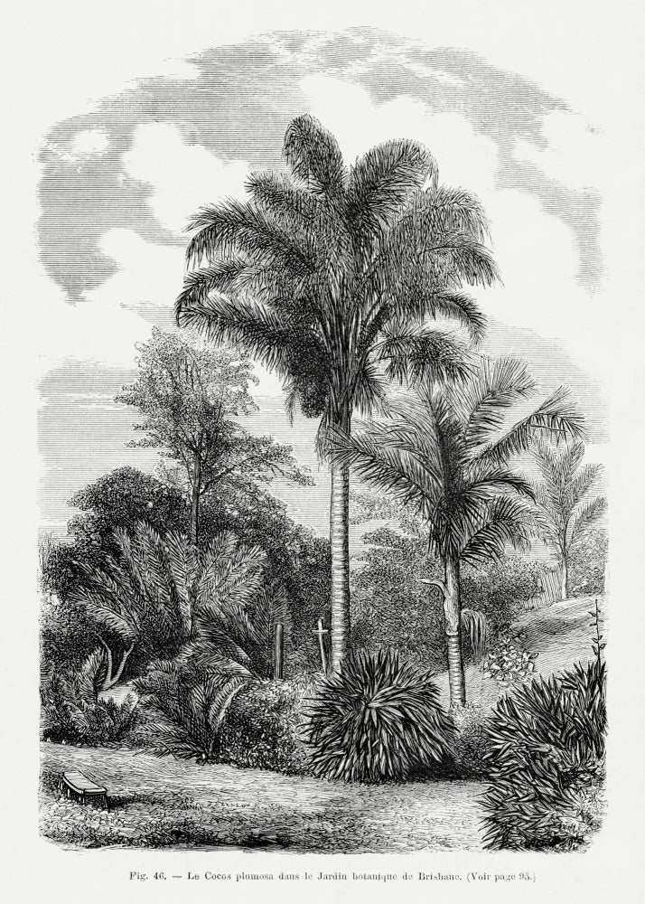 Vintage Palm Tree Drawing Vi | Canvas