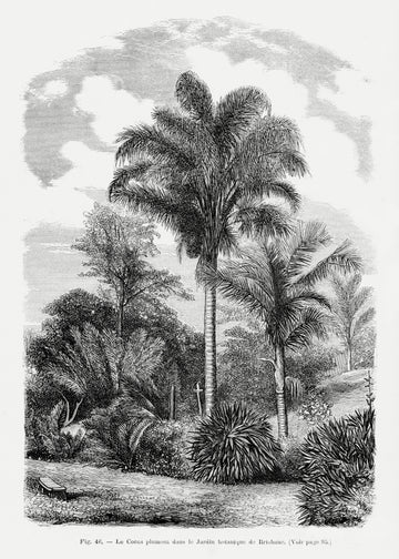 Vintage Palm Tree Drawing Vi | Canvas