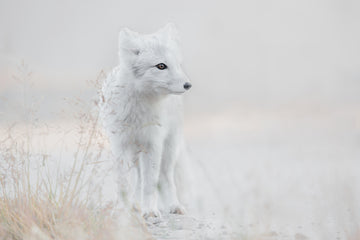 Serene Arctic Fox | Canvas