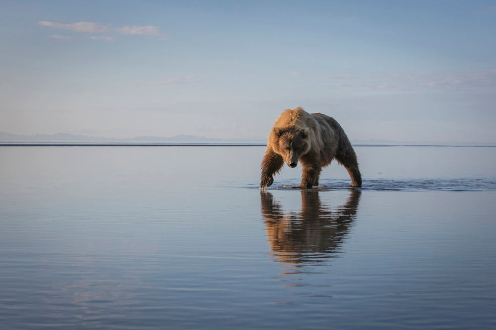 Majestic Bear Reflection | Poster