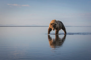 Majestic Bear Reflection | Canvas