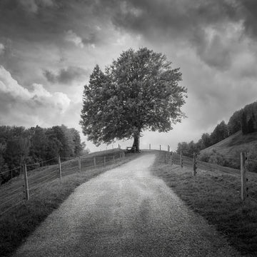 Winding Path Lone Tree | Canvas