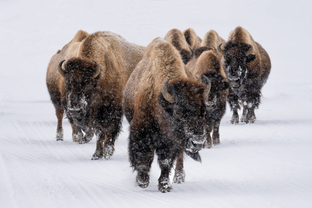 Winter Bison Herd | Poster