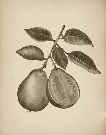 Guava Botanical Study | Canvas