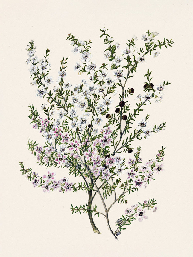 Manuk Drawn By Sarah Featon(1848   1927) | Canvas