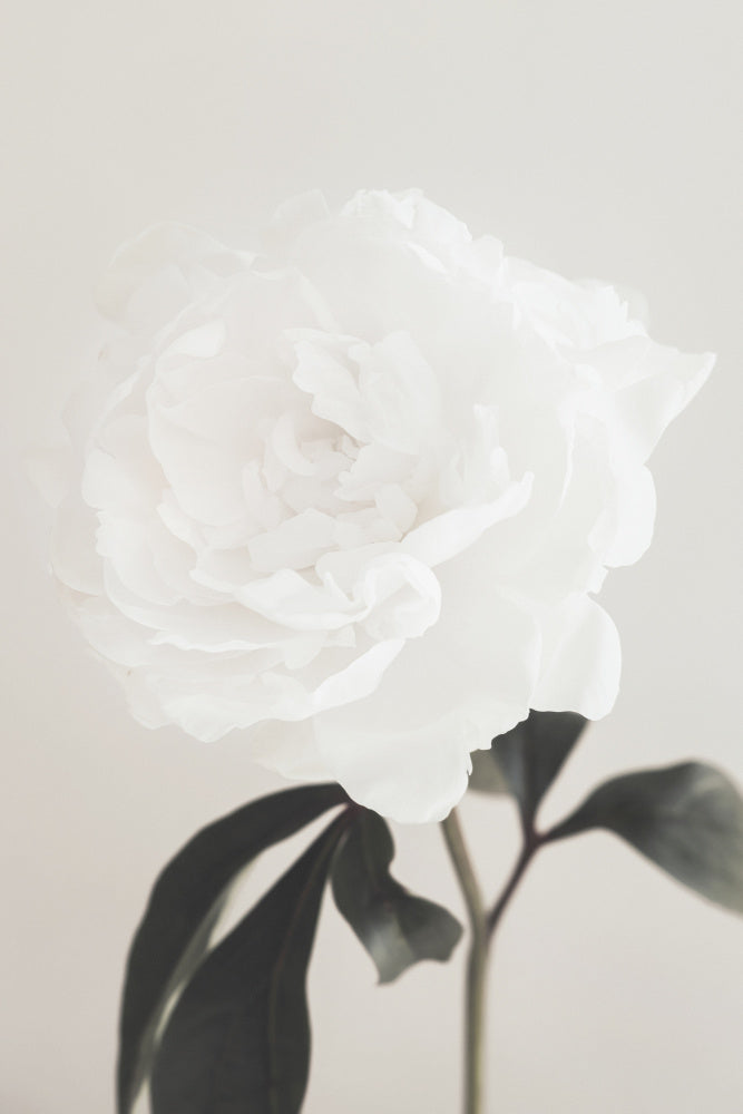 Elegant White Peony | Canvas