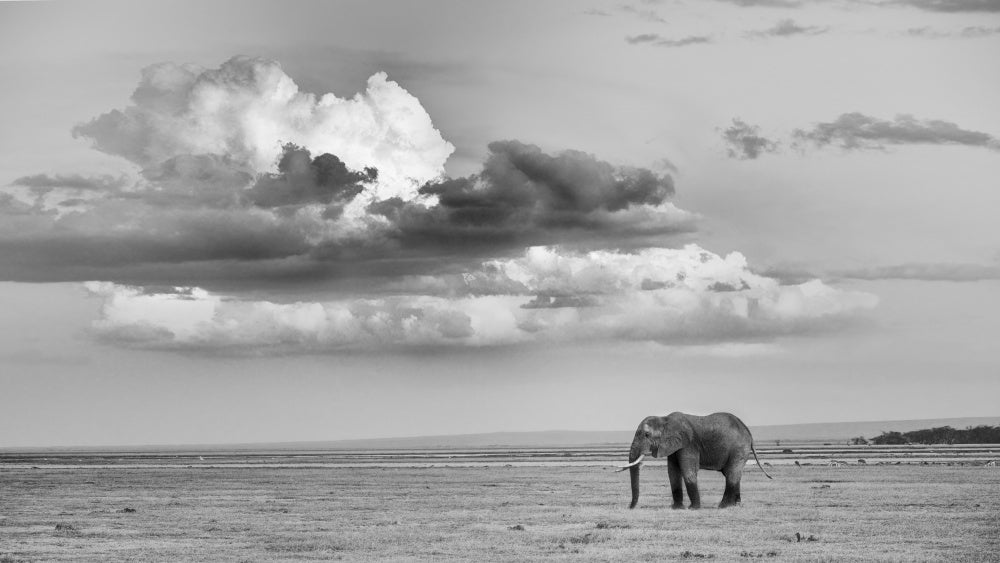 Lone Elephant Under Dramatic Sky | Canvas