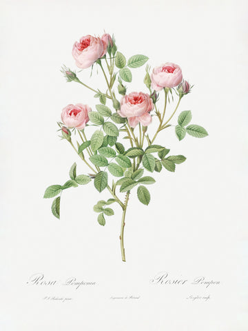 Burgundian Rose, Les Roses (1817–1824) | Canvas