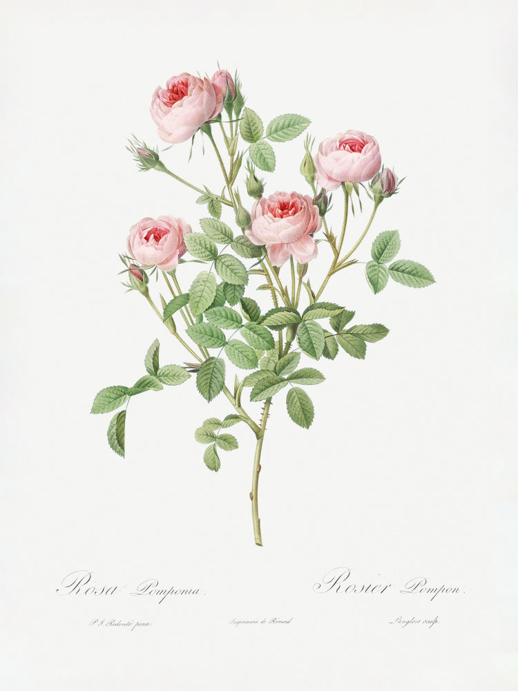 Burgundian Rose, Les Roses (1817–1824) | Poster