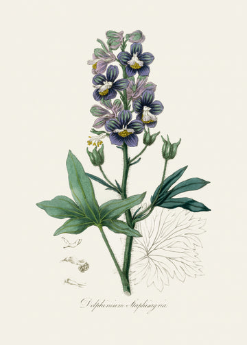 Delphinum Staphisagria Medical Botany | Canvas