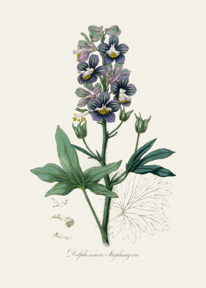Delphinum Staphisagria Medical Botany | Poster