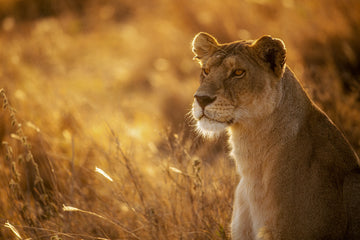Golden Hour Lioness | Poster