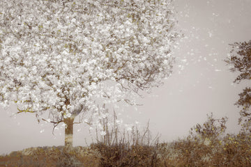 Fruit tree | Poster