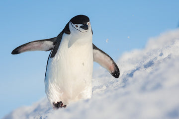 Playful Penguin Slide | Poster