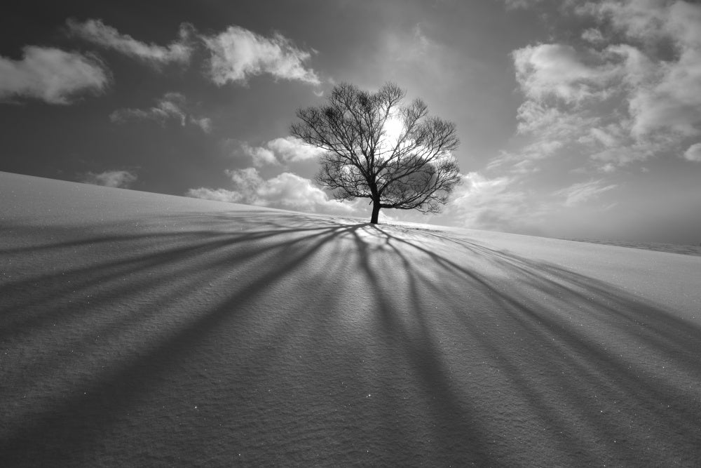 Winter Tree Long Shadows | Poster