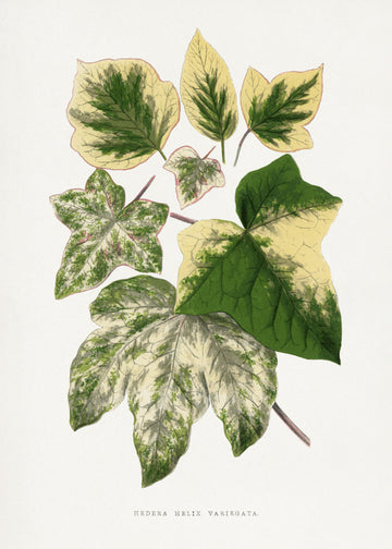 Green Leaf Illustration | Poster