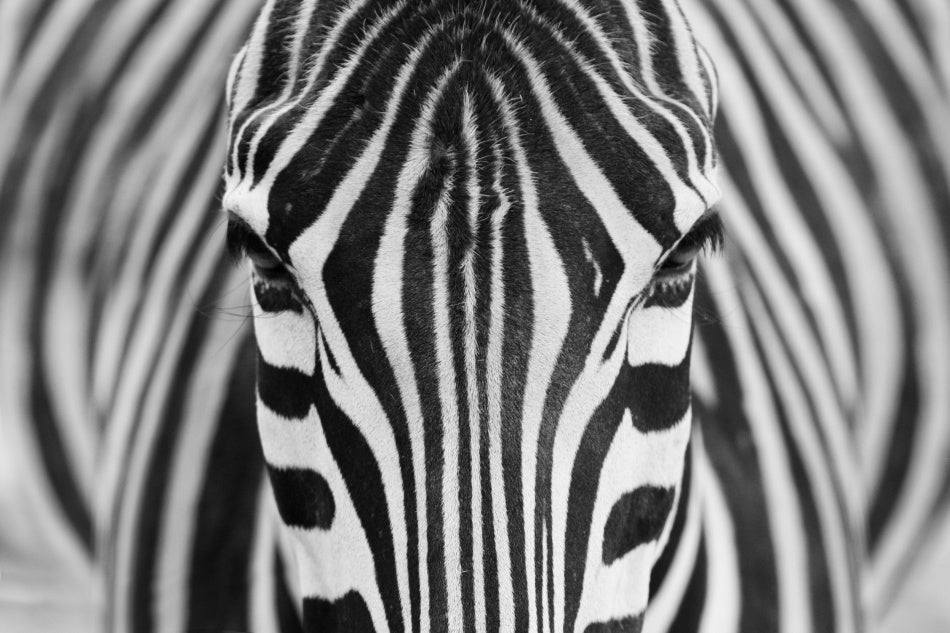 Intense Zebra Eyes | Canvas