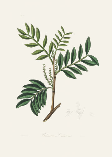 Lentisk (pistacia Lenitiscus) Medical Botany | Poster