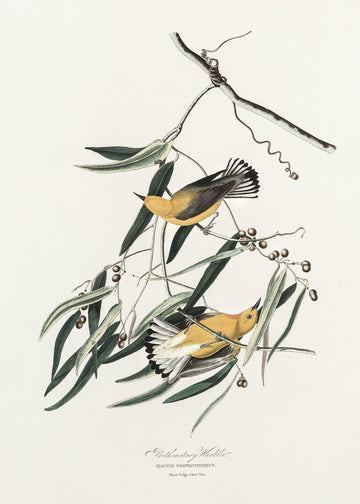 Prothonotary Warbler From Birds of America (1827) | Poster