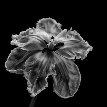 Elegant Monochrome Tulip | Canvas