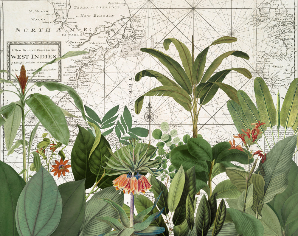 Tropical Map Explorations | Canvas