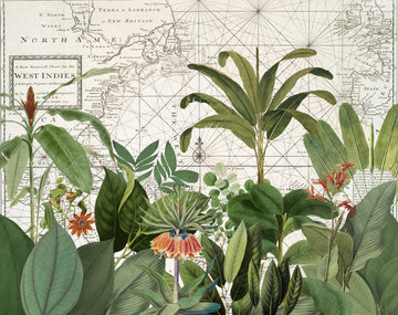 Tropical Map Explorations | Canvas