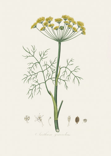 Dill (anethum Graveolens)  Medical Botany | Canvas