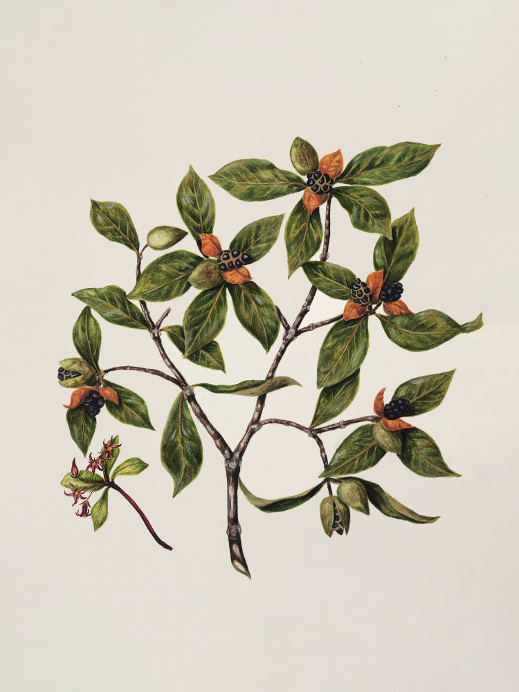 Tawhirikaro Drawn By Sarah Featon (1848–1927) | Canvas