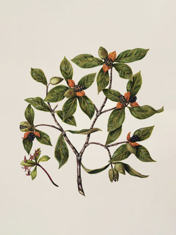 Tawhirikaro Drawn By Sarah Featon (1848–1927) | Poster