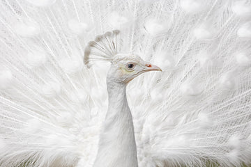 White Peacock Display | Poster