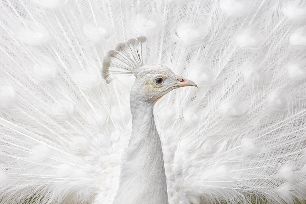 White Peacock Display | Canvas