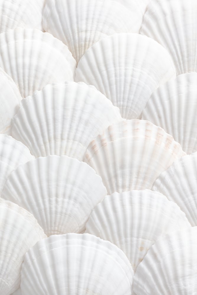 Pristine White Scallops | Poster