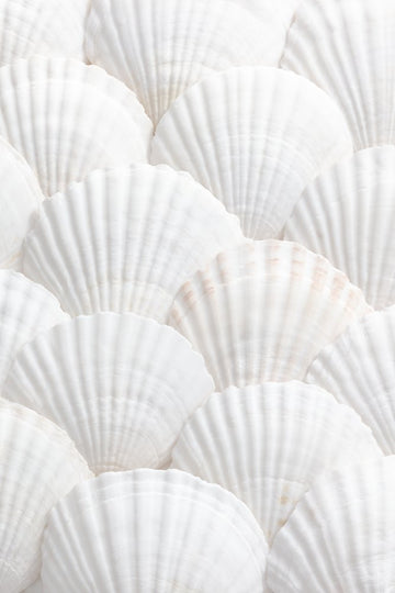 Pristine White Scallops | Poster