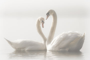 Swans In Love | Canvas
